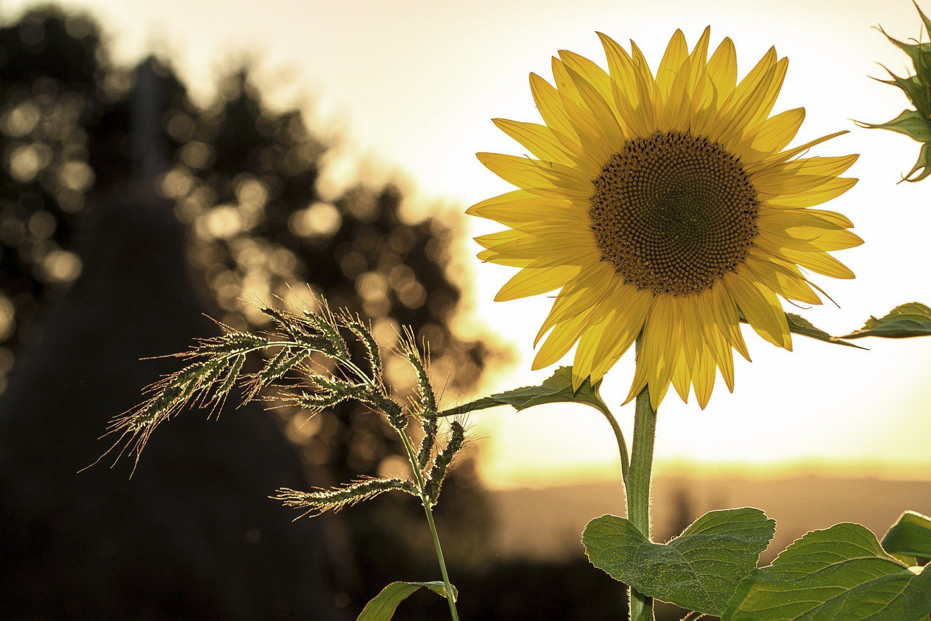 Eine Sonnenblume auf einem Feld in der Dämmerung
